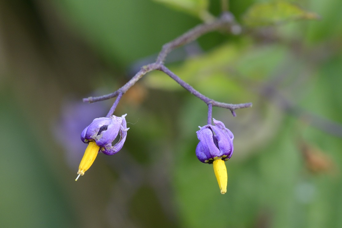 Solanum dulcamara